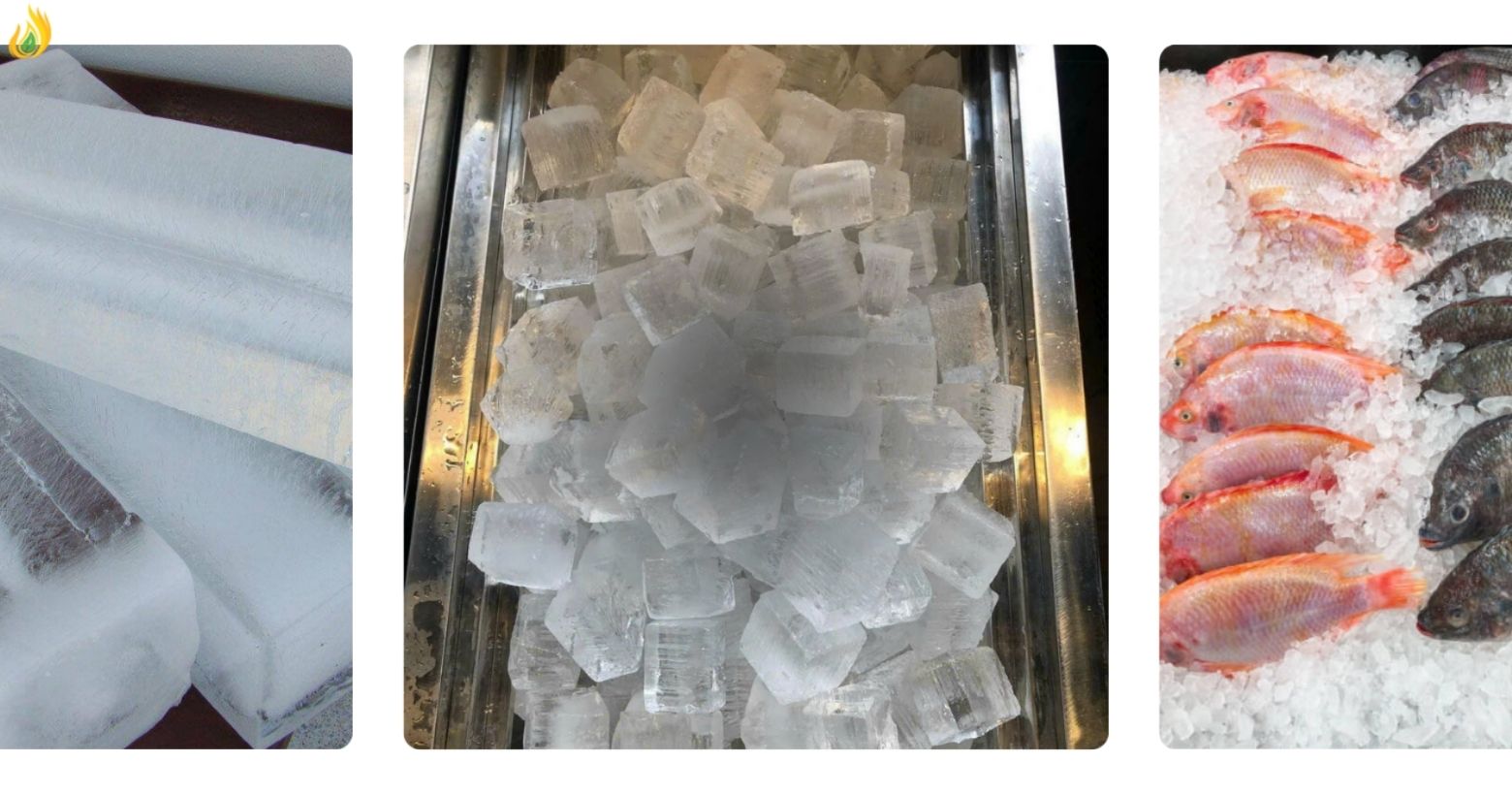 Tác dụng của nước đá trong việc bảo quản thực phẩm