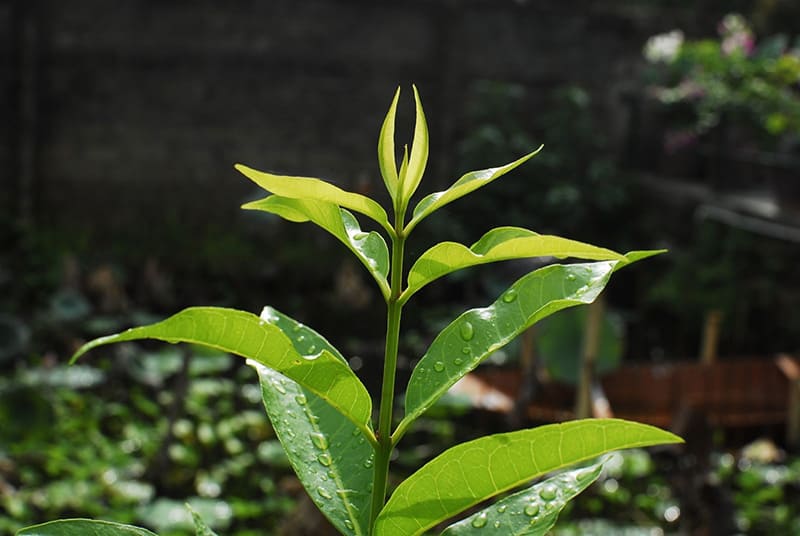 Cách Nấu Nước Lá Vối Đơn Giản Tại Nhà