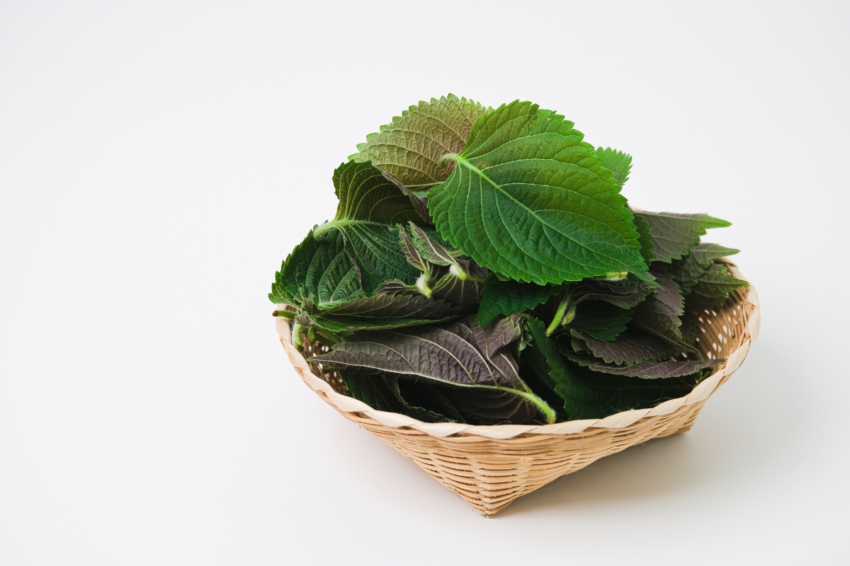 Lá Tía Tô Là Gì