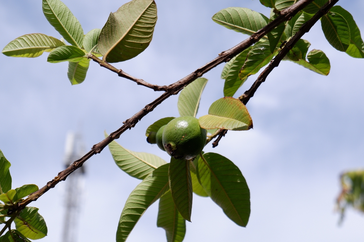 Lưu Ý Khi Uống Nước Lá Ổi