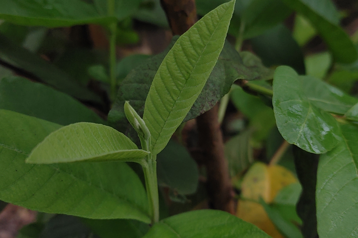 Những Lưu Ý Khi Uống Nước Lá Ổi