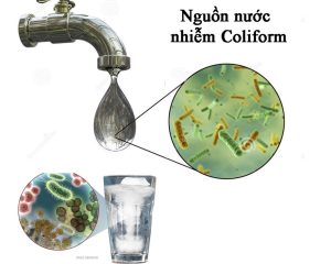 Read more about the article Nước Đá Bị Nhiễm Khuẩn E.coli Và Coliforms Từ Đâu?