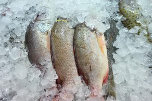 Read more about the article Nước đá dùng cho thực phẩm tươi sống cần lưu ý điều gì?