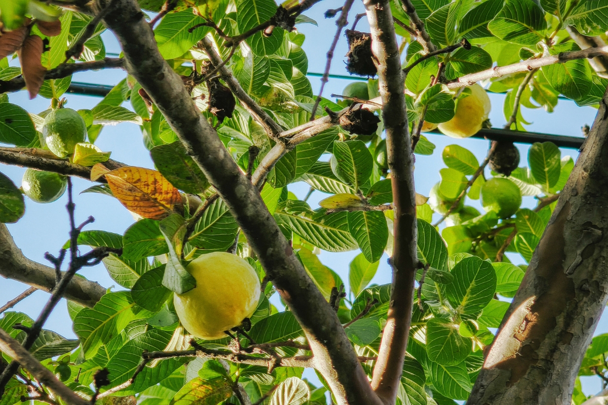 Nước Lá Ổi Là Gì?