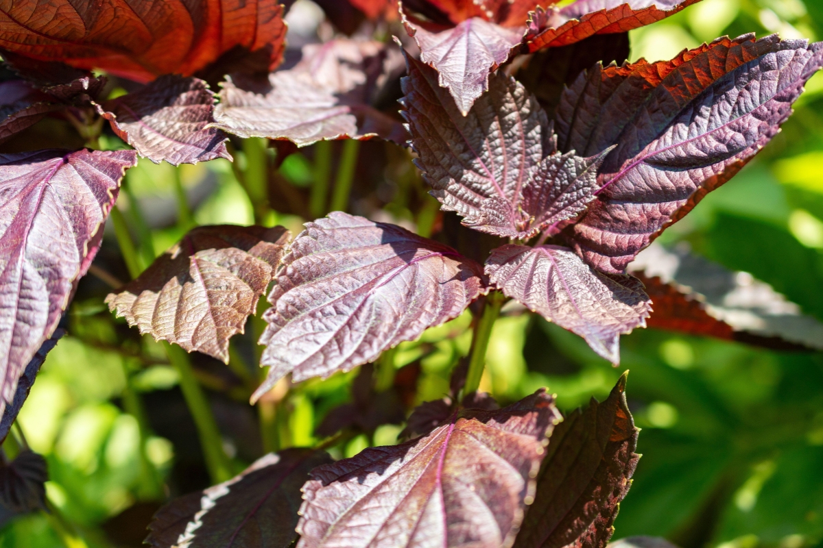 Nước Lá Tía Tô Có Tác Dụng Gì