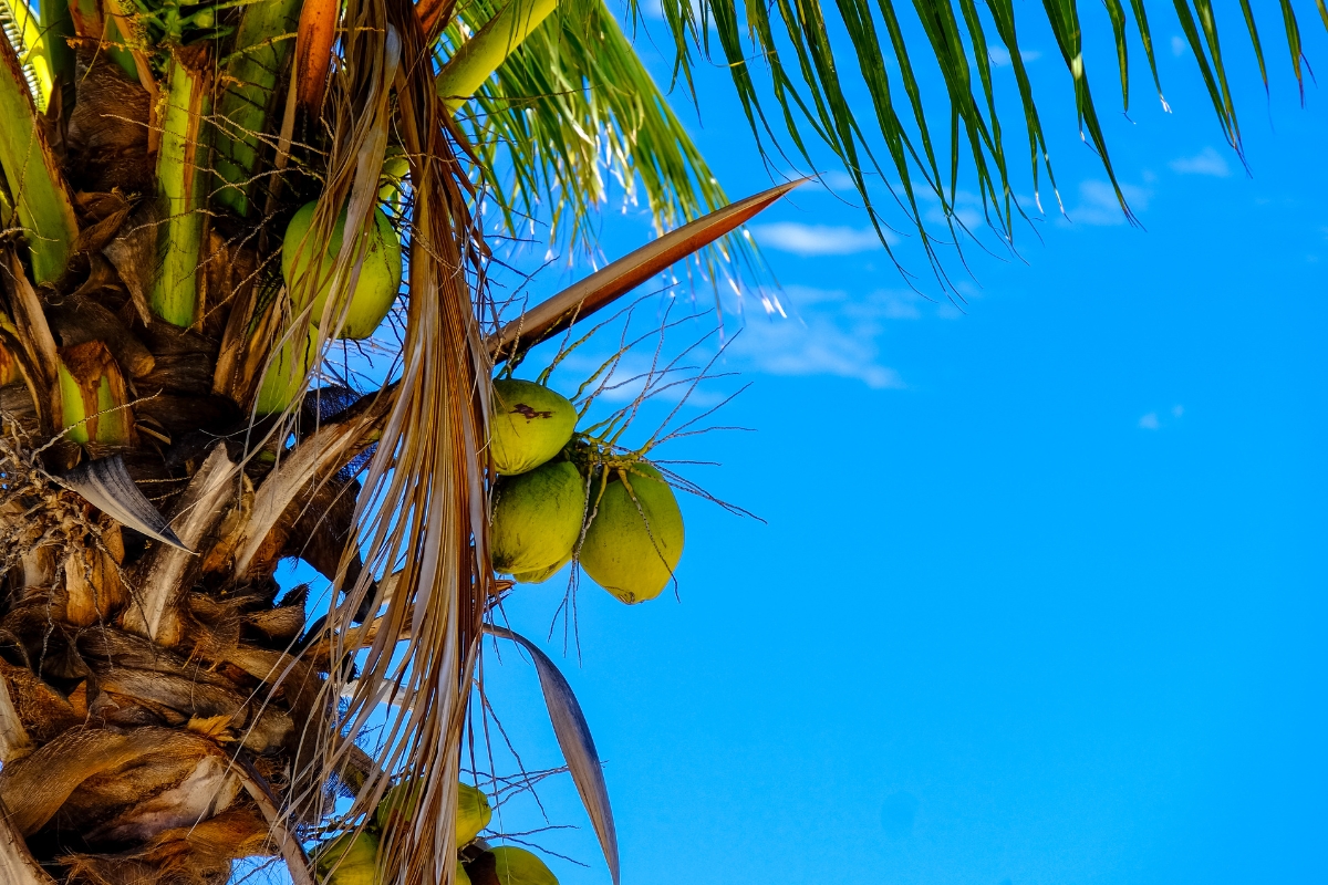 Thời Điểm Uống Nước Dừa Tốt Nhất