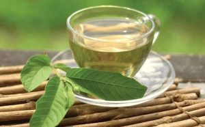 Read more about the article Uống Nước Lá Ổi Có Tác Dụng Gì? 10 Lợi Ích Tốt Cho Sức Khỏe