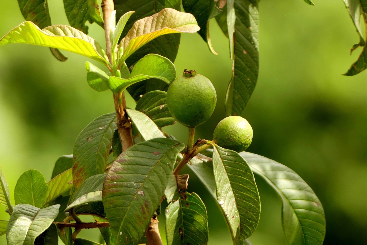 Uống Nước Lá Ổi Có Tốt Không?