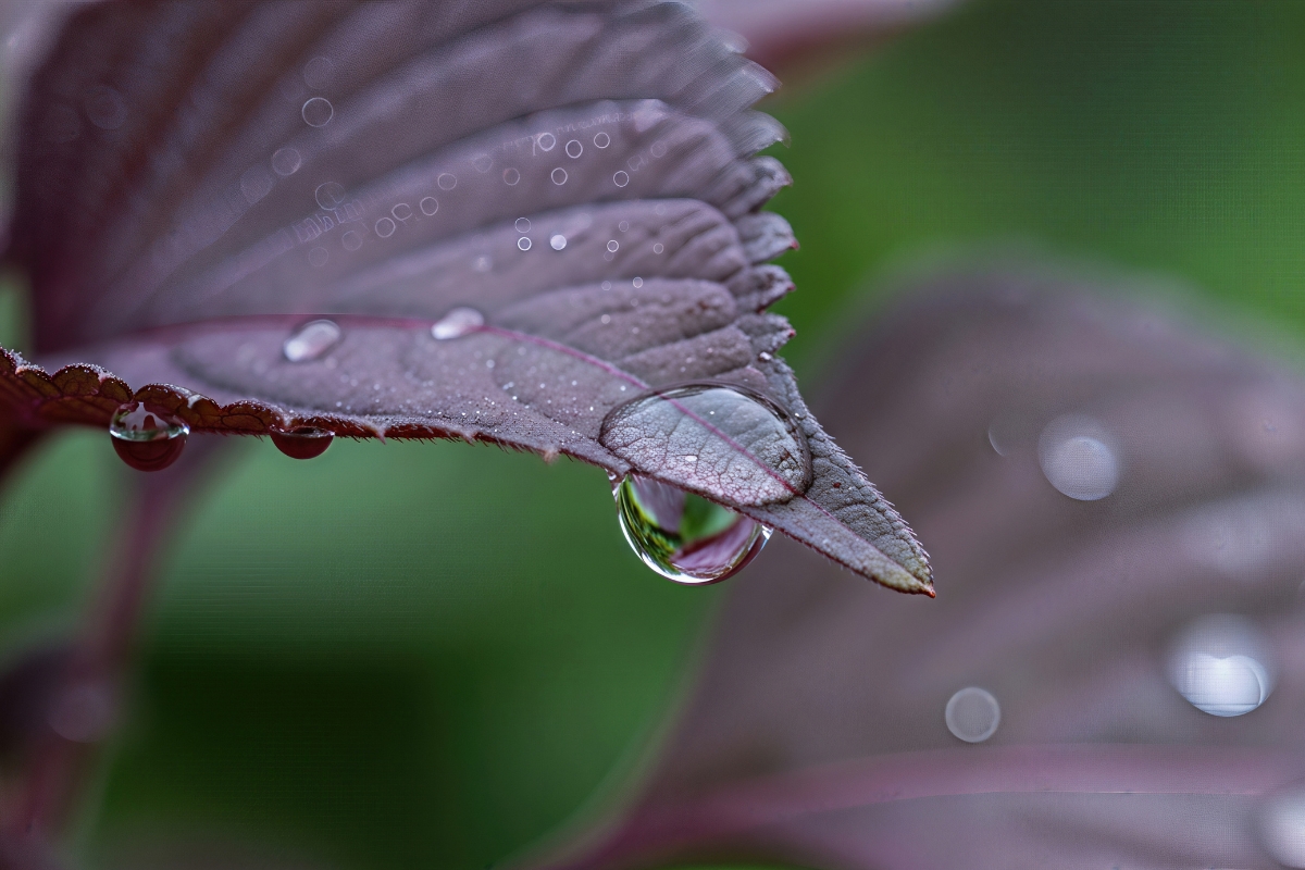 Uống Nước Lá Tía Tô Có Tác Dụng Gì?