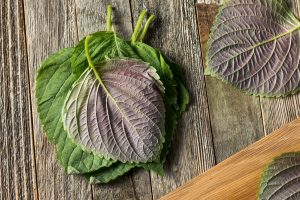 Read more about the article Uống Nước Lá Tía Tô Có Tốt Không? Lợi Ích Và Cách Sử Dụng Hiệu Quả