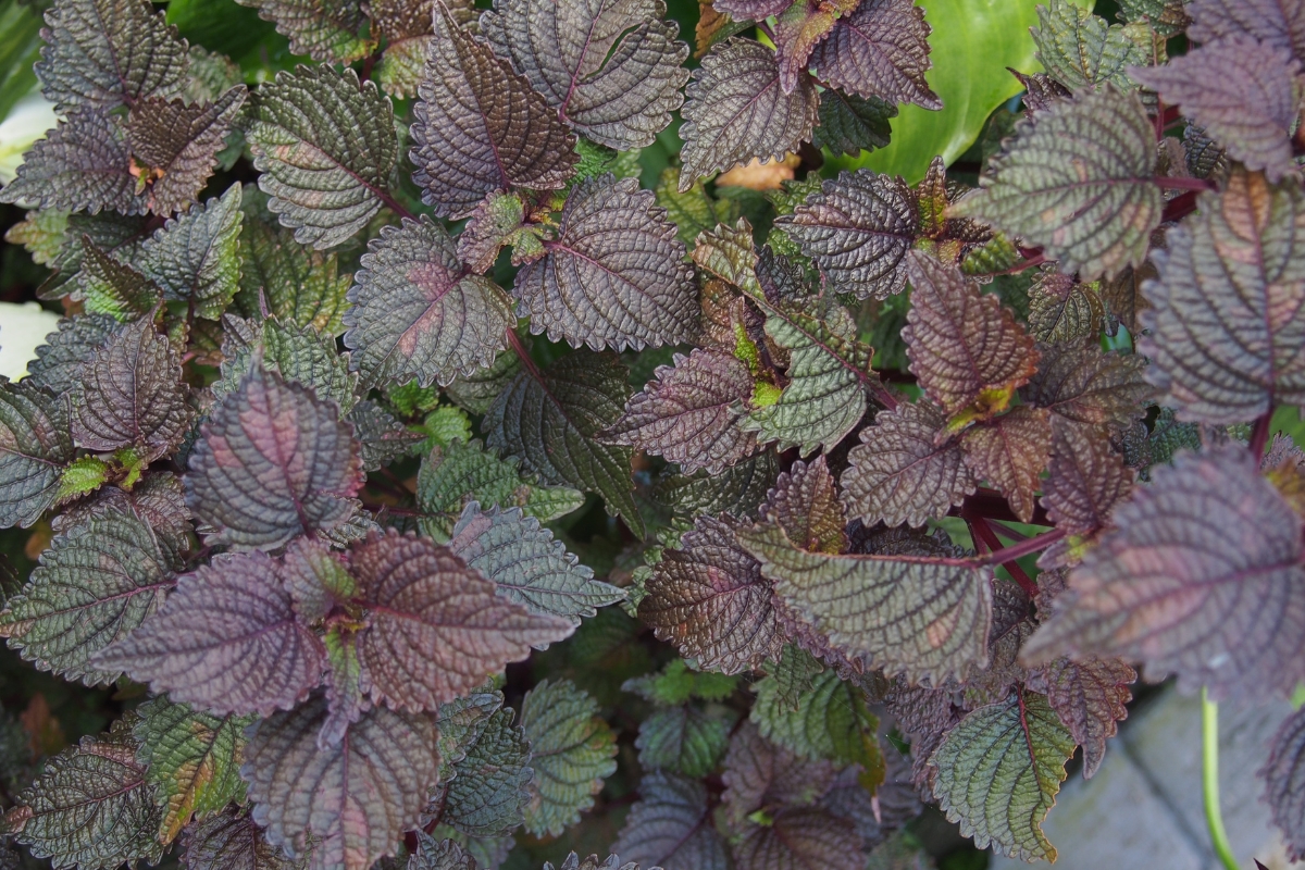 Uống Nước Lá Tía Tô Có Tốt Không