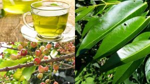 Read more about the article Uống Nước Lá Vối Có Tốt Không? Lợi Ích Và Cách Uống Đúng