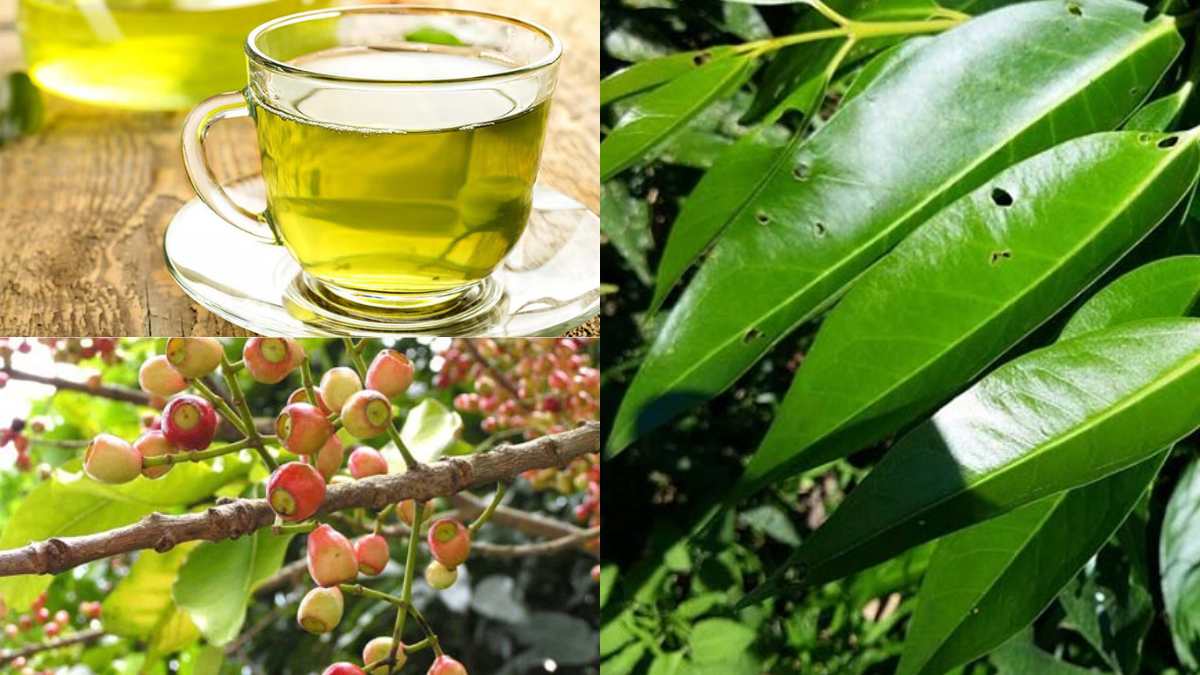 Read more about the article Uống Nước Lá Vối Có Tốt Không? Lợi Ích Và Cách Uống Đúng