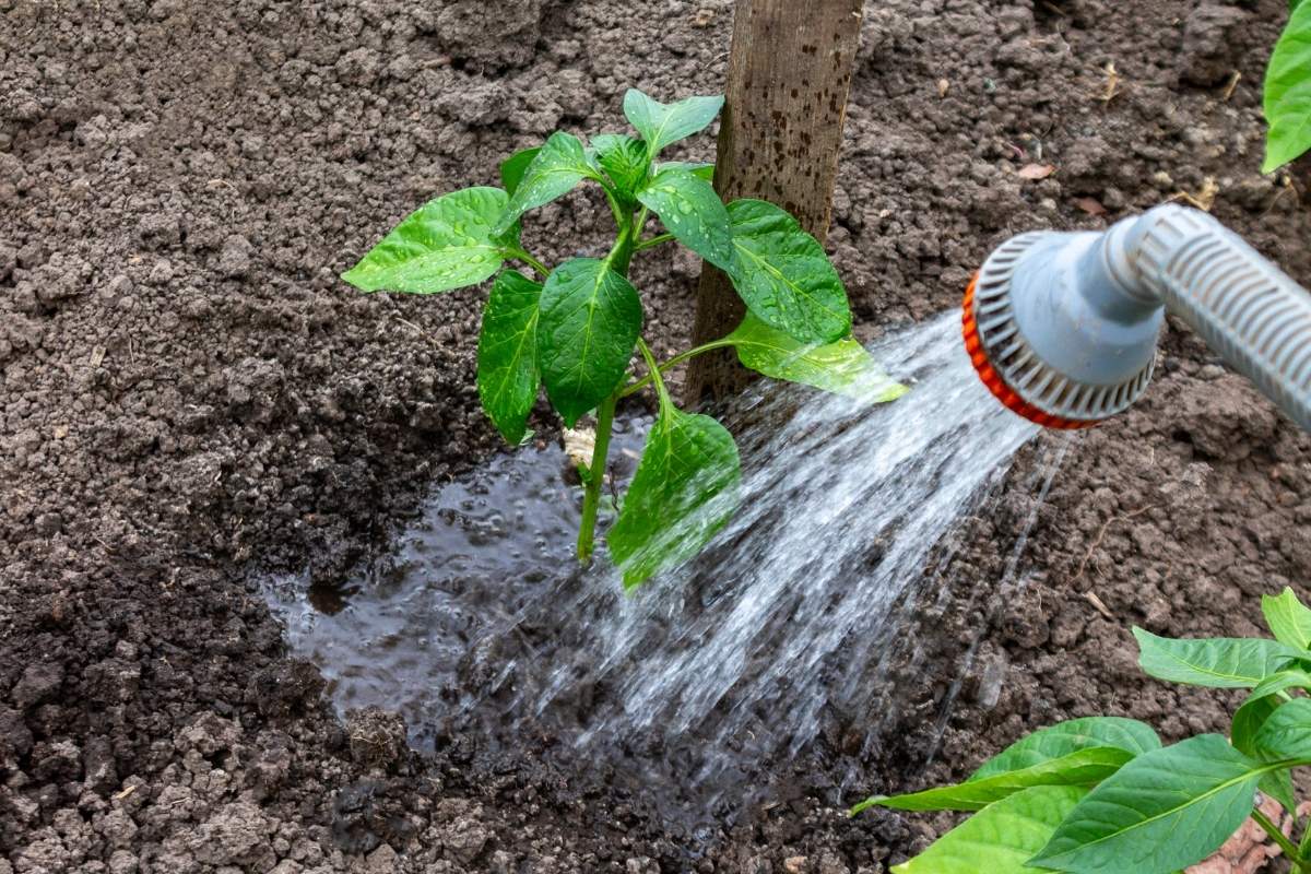 Cách sử dụng nước đá chăm sóc cây cảnh đúng cách