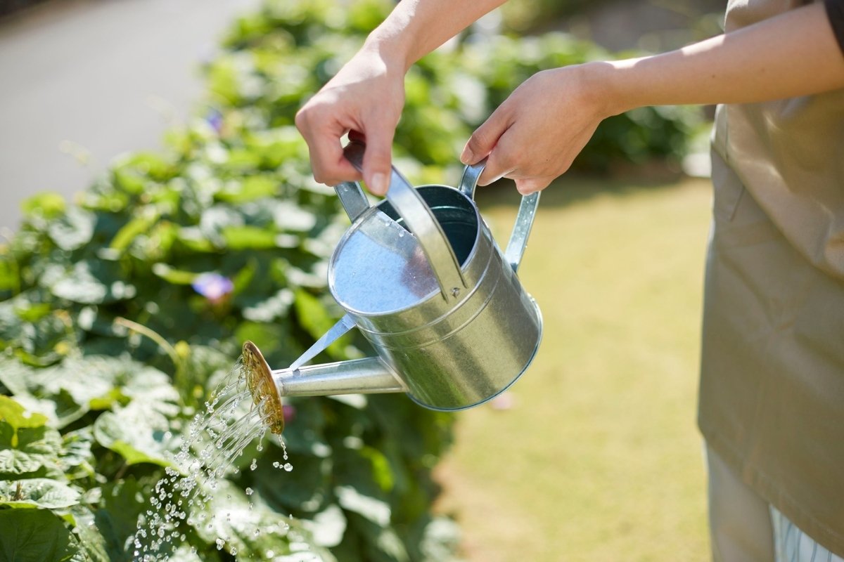 Những lưu ý quan trọng khi dùng nước đá để tưới cây