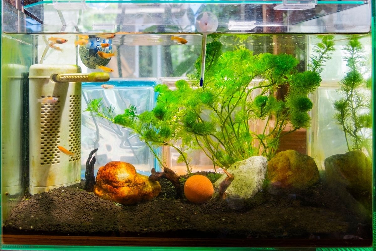 Phân tích tác động khi giảm nhiệt độ hồ cá bằng đá